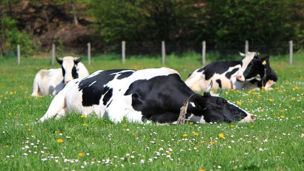 Black and white famous cow of Fribourg canton, Switzerland, resting lying in a meadow of green grass and flowers