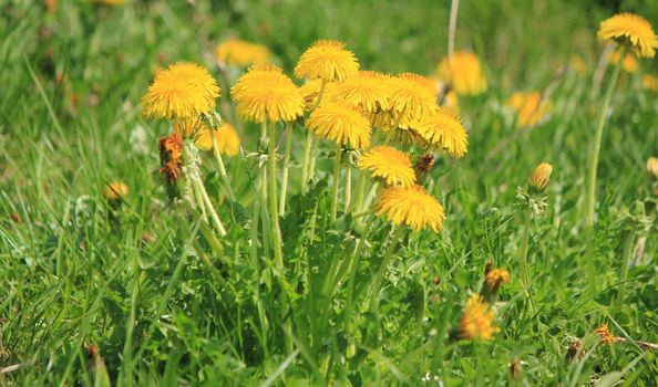 Close up of young yellow dandelions in the green grass