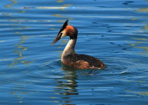 Great crested grebe floating on blue water of lake of Geneva, Switzerland