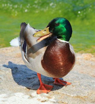 One male mallard duck standing at the sun and chatting with its open beak next to the water