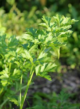 Close up of curly-leaved parsley by sunny weather