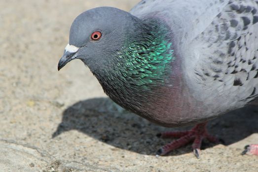 Portrait of a grey pigeon standing on the city pavement