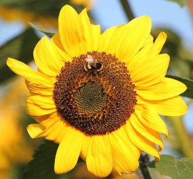 Close up of a big sunflower with a bee on it by beautiful weather