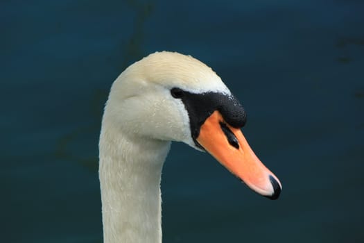Head of a swan with water lake of Geneva, Switzerland
