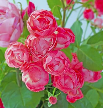 Close up of little roses in a bunch