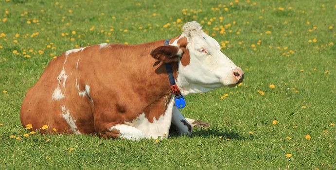 cow brown and white