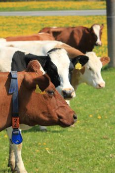 cows brown and white