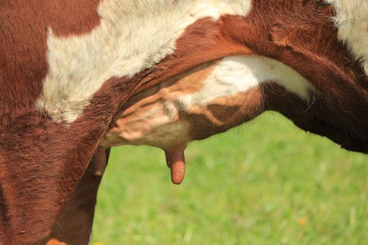 udder cows brown and white