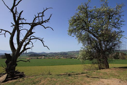 tree and tree death