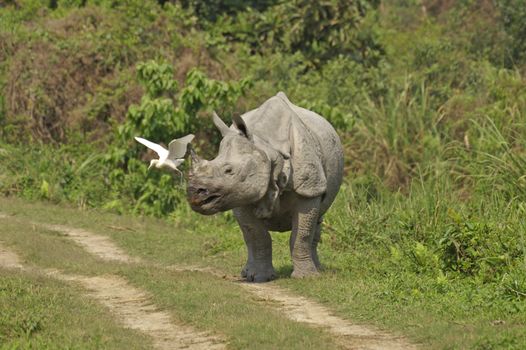 Indian one horned rhinoceros in Kaziranga National Park, Assam, India