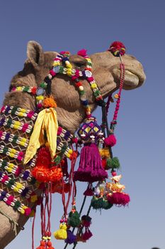 Head and neck of a camel decorated with colorful tassels, necklaces and beads. Desert Festival, Jaisalmer, India