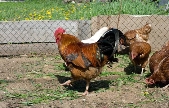 Cock and hens in an open-air cage.