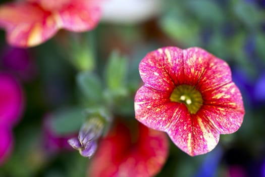 Macro million bells flower with shallow depth of field.