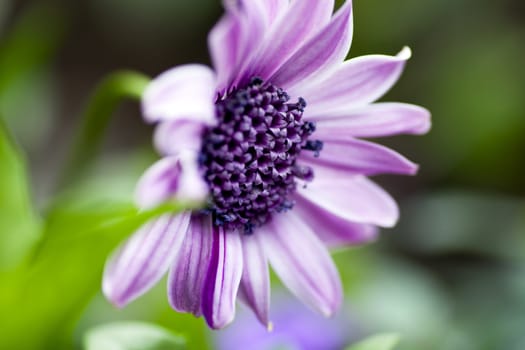 Macro purple African daisy with shallow depth of field.