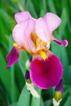 Iris flower