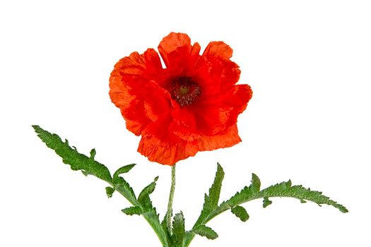 Oriental poppy, Latin Papaver oriental, isolated on a white background