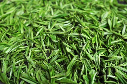 Fresh green tea leaves