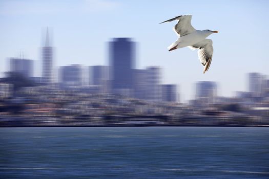 The flying seagull on a background of city. San Francisco