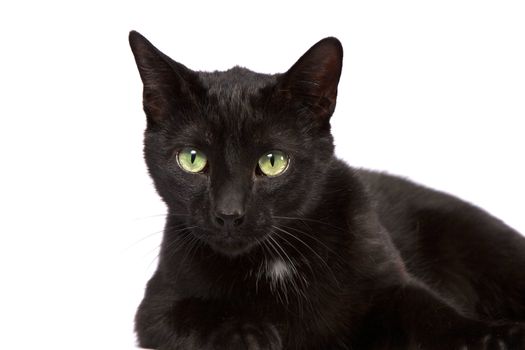 Black Cat Looking At You Isolated on White