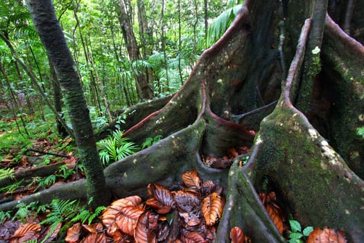 Large buttressed roots spread across the ground in a lush rainforest in the highlands of Saint Kitts.