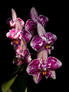 Bouquet of large flower phalaenopsis hybrid on black background