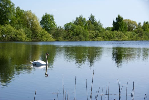 The white swan is on the middle of lake