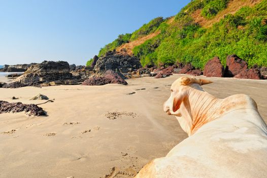 White cow on the rocky seashore in India
