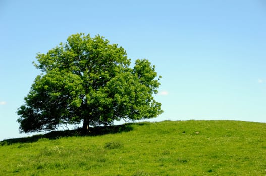 A tree on top of a hill with blue sky.