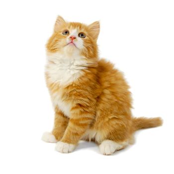 Red cat kitten is sitting on a white background looking up