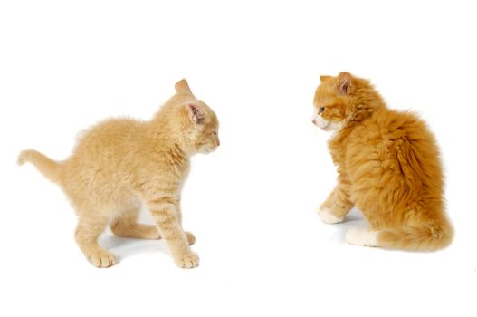 Sweet kittens are just about to fight on a white background.
