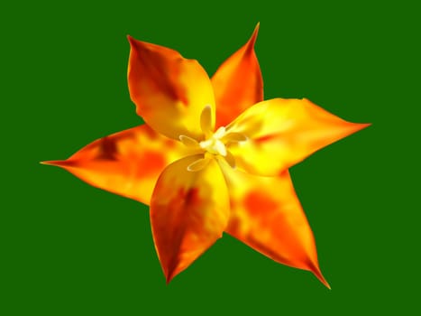 Vector illustration of the orange star tulip flower