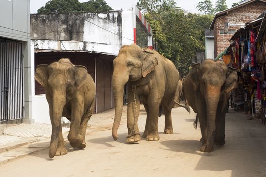 Elephants walking on the srtreet at Elephant Orphanage in Pinnawela, Sri Lanka