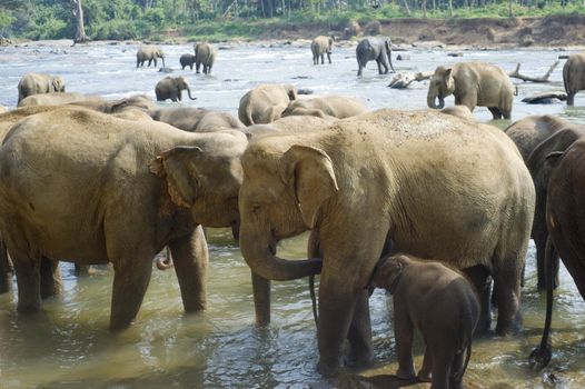 Elephants from the Pinnewala Elephant Orphanage enjoy their daily bath at the local river.