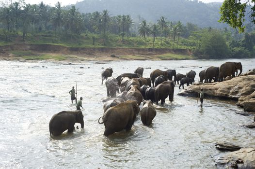 Pinnewala, Sri Lanka - Feb 18, 2011:Elephants from the Pinnewala Elephant Orphanage enjoy their daily bath at the local river.