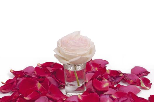 Pink rose in a glass surrounded by petals