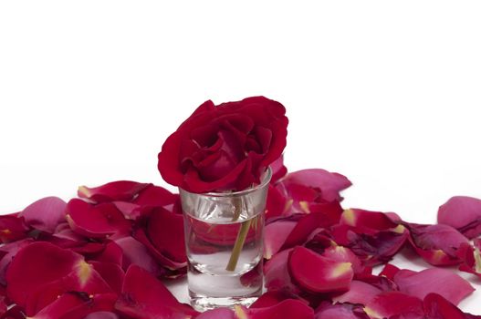 Red rose in a glass surrounded by petals