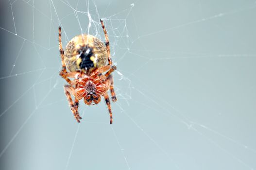 Looking under a garden spider, orb weaver, resting on its web on a grey background, great details of the hairs.