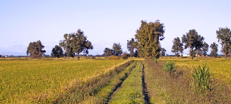 Close up of a field with long furrows