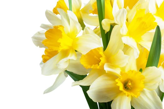 A bouquet of narcissuses isolated over white background