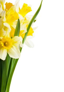 A bouquet of narcissuses isolated over white