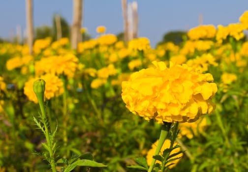 Marigold field