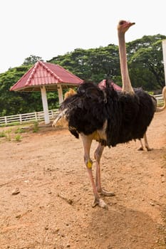 Ostrich in the zoo