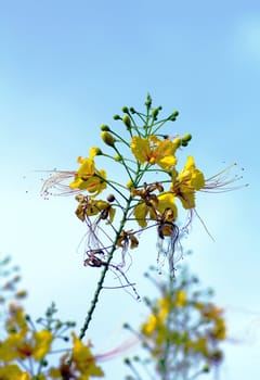 beautiful asian yellow flower in the park