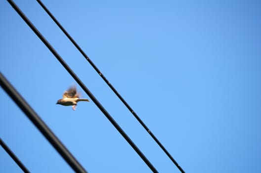 a flying bird on blue sky