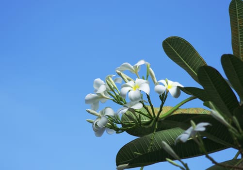 Plumeria alba flowers on blue sky