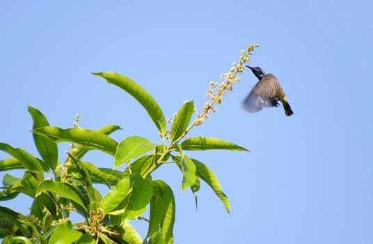 flying olive-backed sunbird