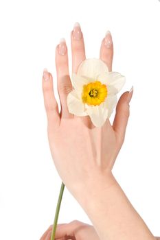 Woman hand with narcissus over white