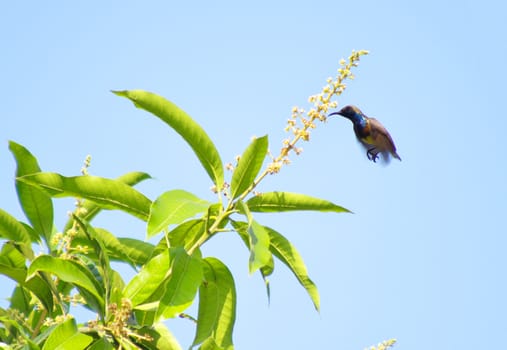 flying olive-backed sunbird