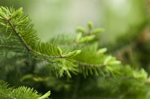spruce twig on green background 