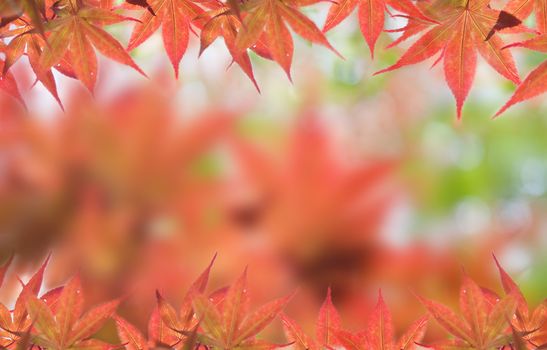 Autumnal at Japen, Mable leaves will changed from green to Red.